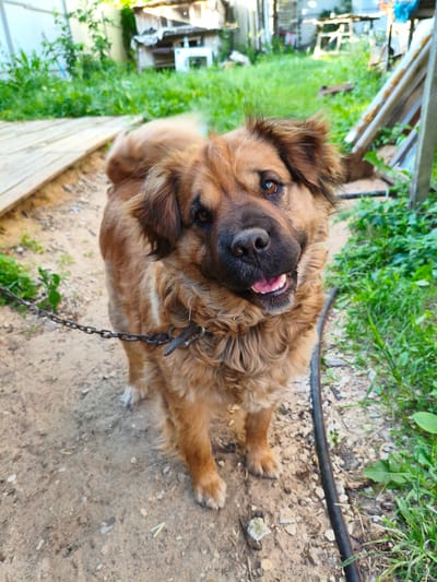 An adult, medium-sized dog with tan, shaggy fur stands on a dirt path. The dog is wearing a metal chain collar and is attached to a chain that extends out of frame to the left. The dog is looking directly at the camera with its mouth open, revealing its tongue and teeth. In the background, there is green grass, wooden structures, and some scattered debris. The scene appears to be an outdoor, possibly rural or semi-industrial, environment. There is no information provided that places the image in Kotovsk, Russia.