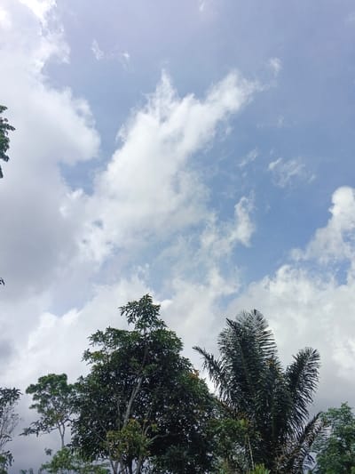 The image displays an outdoor scene in Palayan, Philippines, viewed from a low-angle perspective. The upper two-thirds of the frame shows a light blue sky with scattered white cumulus and stratocumulus clouds of varying densities. The lower third of the image is occupied by the upper canopies of multiple trees. A dense, broadleaf tree with dark green foliage is centrally positioned, extending upwards from the bottom edge. To its right, a palm tree with long, dark green fronds is prominent. Portions of other trees with lighter green foliage are visible along the left and far right edges of the frame. No individuals, animals, or man-made structures are present within the scene. The environment is illuminated by natural daylight.