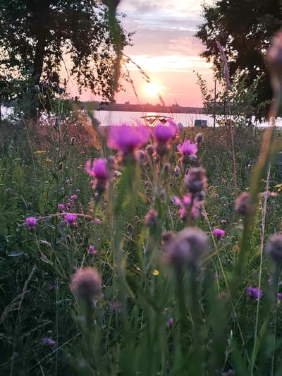 The image depicts a natural outdoor scene at dusk. In the foreground, a dense field of wildflowers, predominantly pink thistles and other green foliage, dominates the view. The flowers are varied in focus, with some appearing sharp and others softly blurred. The background reveals a tranquil body of water, likely a river or lake, reflecting the soft hues of the sunset. Beyond the water, a silhouetted tree line stretches across the horizon. The sky is a canvas of pastel colors, with streaks of orange, pink, and purple blending into the clouds. A faint hint of structures, possibly tents or small buildings, can be discerned on the far bank of the water. The overall atmosphere is serene and peaceful, suggestive of a rural or park-like setting. The location is identified as Selivanovo, Russia.