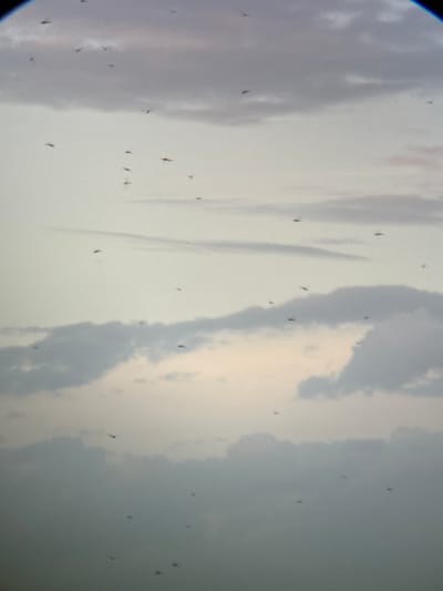 The image shows a cloudy sky with several small, dark figures that appear to be insects in flight. The sky is a pale gray with some lighter areas suggesting sunlight filtering through the clouds. The insects are scattered throughout the frame, at various distances and heights. The image is taken from a low angle, looking up at the sky. There are no visible landmarks or human subjects in the frame. The location is stated as Dong Ninh Hoa, Vietnam, but this cannot be visually confirmed from the image itself.
