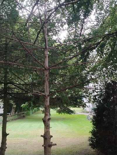 This media file captures a view of a garden area in Uetersen, Germany. The foreground is dominated by the branches and trunks of trees, with lush green foliage obscuring much of the background. A thick, horizontal tree branch, possibly a fallen limb or part of a larger structure, spans across the mid-section of the image. The background reveals a neatly mown green lawn, suggesting a park or a well-maintained garden. To the left of the lawn, a light-colored fence runs parallel to a path. In the upper portion of the image, a bicycle is visible, hanging or leaning against something, adding a touch of human presence to the scene. The overall impression is one of a tranquil outdoor setting, possibly on a bright day, given the illuminated lawn and the way light filters through the leaves. There is no visible text in the image.
