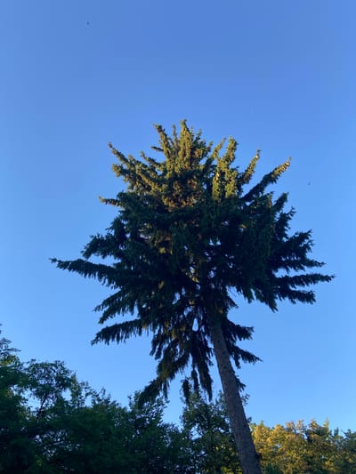 The media file is a low-angle, wide shot looking up at a clear blue sky through the branches of several trees. The dominant subject is the foliage of evergreen trees, with one large tree trunk angled across the frame. The sun is visible, casting light on the leaves and creating shadows. The scene suggests a natural outdoor setting, likely a park or forest. There are no people or man-made objects clearly visible, though a few small dark specks in the sky could be birds or insects. The lighting indicates it is daytime, with bright sunlight suggesting fair weather. The location context provided is Nyzhni Mlyny, Ukraine. There is no visible text in the media file.
