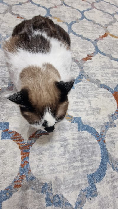This is a high-angle, eye-level medium shot of a cat sleeping on a patterned rug. The cat is a calico with patches of white, brown, and black fur. It is lying on its side, curled up with its head resting on its paws. The cat's eyes are closed, and it appears to be in a deep sleep. The rug has a light gray background with an abstract pattern of interlocking blue and orange shapes. The lighting is soft and diffused, suggesting it might be daytime indoors. The image has a peaceful and cozy atmosphere. No text is visible in the image. The location context is Володарский ауылдық округі, Kazakhstan.