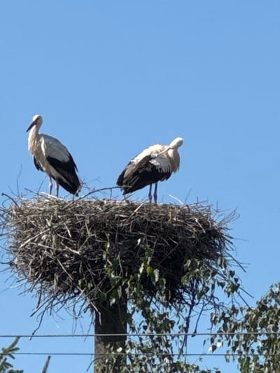 Two white storks are perched on a large, untidy nest constructed from branches and twigs. The nest is situated high up on a tree, with the trunk visible below. The storks have predominantly white plumage with black markings on their wings and tail feathers. One stork stands facing left, its head slightly turned towards the viewer. The second stork is positioned to the right and slightly behind the first, facing away from the viewer and preening itself. The background consists of a clear, bright blue sky. The scene appears to be set in a rural or semi-rural environment, possibly on the outskirts of Mamaivtsi, Ukraine, given the characteristic storks' nests often found in this region. The image is taken from a low angle, looking up at the storks and their nest.