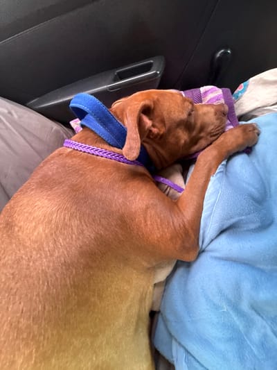This is a close-up, top-down shot of a medium-sized, reddish-brown dog sleeping comfortably in what appears to be a vehicle. The dog is lying on its side, with its head resting on a purple and white striped towel. A blue collar with a braided purple accent is around its neck. The dog's body is mostly covered by a soft, light blue blanket. The background shows a dark, textured surface which is likely part of the vehicle's interior, possibly a car door or seat. The lighting suggests it could be daytime. The dog appears relaxed and peaceful. No text is visible in the image. The location context is Sen'chyne, Ukraine.