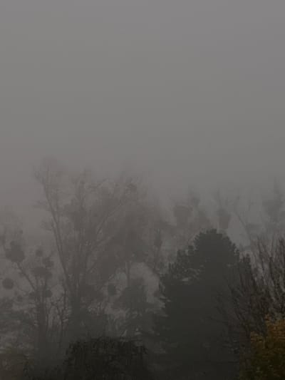 The scene, located in Fegersheim, France, depicts a landscape heavily obscured by dense fog. The upper two-thirds of the frame consists of a uniform, light grey atmospheric expanse, indicating severely limited visibility. The lower portion displays a dense collection of trees, their forms softened and blurred by the fog. Several deciduous trees with largely bare branches are visible, notably exhibiting spherical clumps consistent with mistletoe growth, particularly on the left side. Towards the right, a darker, more densely foliated coniferous tree stands out amidst other trees that recede into the fog. A faint area of yellowish-brown foliage is discernible in the far right foreground. No human subjects, animals, or man-made structures are visible.