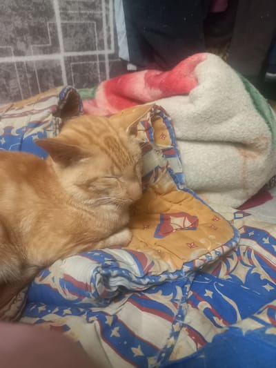 An orange tabby cat is sleeping on a bed with patterned blankets. The blankets have a patriotic motif with red, white, and blue stars and stripes. A fluffy white blanket with pink and green accents is draped over the cat and the other blankets. The background appears to be a dimly lit room with a patterned wall or rug. There is no visible indication of the specific location within Maloye Lugovoye, Russia.