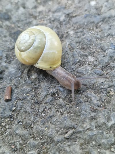 An overhead, close-up shot features a snail on a grey, textured surface, likely concrete or asphalt. The snail is positioned diagonally across the frame, moving from the lower left towards the upper right.
The snail's shell is a pale yellow or cream color, smooth and slightly glossy, with visible concentric growth rings spiraling towards the center. Its body, extended from the shell, is a light brownish-tan, exhibiting a somewhat textured or slightly bumpy surface. Four tentacles are clearly visible at the front of its head: two longer upper tentacles are raised, and two shorter lower tentacles are pointed slightly downward.
The background consists of a rough, mottled grey surface composed of small pebbles and fine grit embedded in a darker matrix. This coarse texture is consistent throughout the visible area. In the lower right corner, a small, dark brown twig or piece of wood rests on the surface, adding a minor detail to the environment.
The lighting is soft and even, suggesting either overcast conditions or indirect sunlight, as there are no harsh shadows. The snail appears to be actively crawling or resting with its body extended. No people are visible, and there is no discernible text in the image. The scene conveys a moment of quiet natural activity within an outdoor setting in Bearpark, United Kingdom.