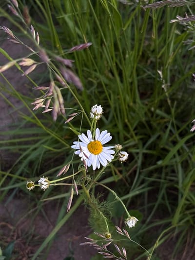 This is a close-up photograph of a single daisy flower with white petals and a yellow center, set against a backdrop of lush green grass and some dried grasses or seed heads. The daisy is the clear subject, positioned slightly to the right of the center. Several other smaller, wilting daisies and flower buds are visible in the vicinity, suggesting a natural, outdoor setting. Delicate seed heads with purple and brown tones are also interspersed among the green blades of grass, adding texture and color variation to the scene. The lighting appears natural, possibly indicating daytime, and the overall impression is one of natural beauty and the quietude of a meadow or field. The focus is sharp on the main daisy, with the surrounding foliage slightly blurred, creating a sense of depth. The location context provided is Sapunov Bor, Russia. There is no visible text in the image.