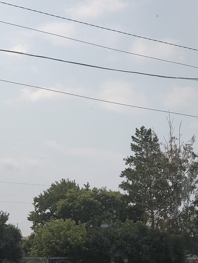This image captures a scene with a predominantly overcast sky, crisscrossed by four parallel power lines. Below the sky, a dense canopy of trees fills the lower portion of the frame, with varying shades of green indicating different types of foliage. On the right side, a tall, slender tree with sparse, dry branches stands out against the green mass. In the foreground, a blue metal fence is partially visible at the bottom edge. The image appears to be taken outdoors in a semi-urban or suburban setting, possibly on the outskirts of the city of Жарлыкөл, Kazakhstan, given the presence of utility lines and residential-like greenery. There are no people or animals visible in the frame, and no specific actions or interactions are depicted. The overall atmosphere is calm and still.