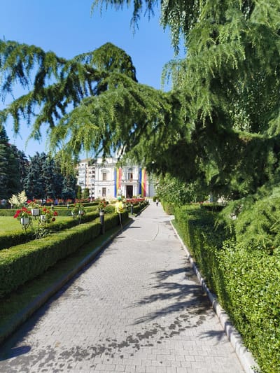 The image depicts a paved pathway leading towards a building in Târgoviște, Romania. The pathway is bordered by manicured green hedges and flower beds containing red roses in white pots. A person wearing a yellow shirt and cap is visible on the right side of the pathway, holding a hose and appearing to water the plants. The building in the background is white with a classical architectural style and features large columns at the entrance. Romanian flags are displayed prominently on the building's facade. Large evergreen trees with drooping branches overhang the pathway, casting shadows on the ground. The sky is clear and blue. The scene appears to be a well-maintained public space or garden, likely in front of an important institution or landmark.