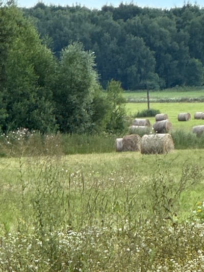 A rural landscape in Lukovnya, Russia, features a field dotted with numerous round hay bales. The field is surrounded by dense, green trees, forming a natural backdrop. The sky above is a pale, hazy blue, suggesting an overcast or early morning/late evening setting. The overall scene depicts a harvested agricultural field, ready for use.