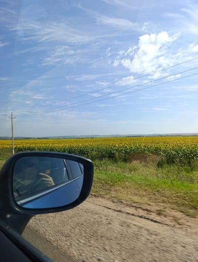 The image captures a view from a moving vehicle on a sunny day. In the foreground, a car's side mirror reflects a person wearing sunglasses, holding a smartphone and looking into it. The mirror also shows the interior of the car and the blue sky. Outside the vehicle, a vast field of sunflowers stretches to the horizon, with a row of trees and some buildings in the distance, suggesting a rural landscape near Cheremshan, Russia. A utility pole and power lines are visible against the clear blue sky, which is dotted with wispy white clouds. The ground beside the road is covered with grass and dry vegetation.