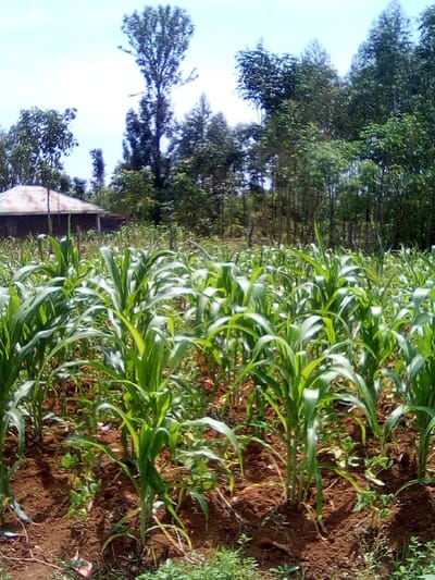 The scene depicts a rural agricultural landscape in West Sakwa ward, Kenya, under a light blue sky. The foreground features a cultivated field of young, green maize plants, uniformly arranged in distinct rows within reddish-brown tilled soil. Sparse ground vegetation is visible between the maize stalks. In the midground, towards the left, a single-story structure with a corrugated metal roof and light-colored walls is partially visible, partially obscured by trees. A dense treeline, comprising various species of trees of differing heights and foliage density, forms the background. No individuals, animals, specific actions, or interactions are observed within the frame.