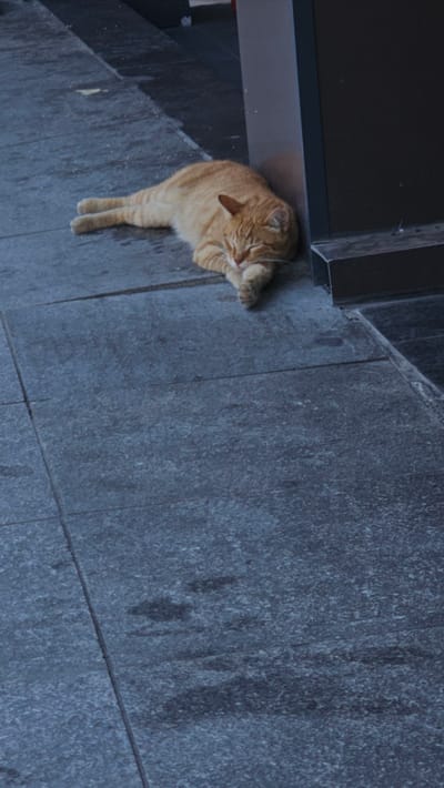 The image shows an orange tabby cat lying on a textured, dark grey tiled floor, with its paws tucked in and its eyes closed. The cat appears to be resting or sleeping. To the left of the cat, there is a dark, solid surface, possibly a wall or a piece of furniture, with a metallic edge. The lighting suggests it might be daytime, but the overall atmosphere is subdued. The scene is likely outdoors or in a semi-outdoor space, given the tiled flooring which resembles a patio or walkway. There are no people visible. The cat's relaxed posture and closed eyes indicate a state of comfort and peace. No text is visible in the image. The location is identified as Ataşehir, Turkey, which might imply an urban setting.