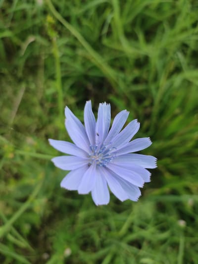 A single, light purple chicory flower is in full bloom, its petals fanned out against a blurred background of green grass. The flower is positioned in the center of the frame and is sharply in focus. The grass behind it is out of focus, creating a soft bokeh effect that draws attention to the flower. There is no visible human presence in the image. The scene appears to be outdoors, likely in a natural setting. The specific location in Филимоновская, Russia, cannot be determined from the image alone.