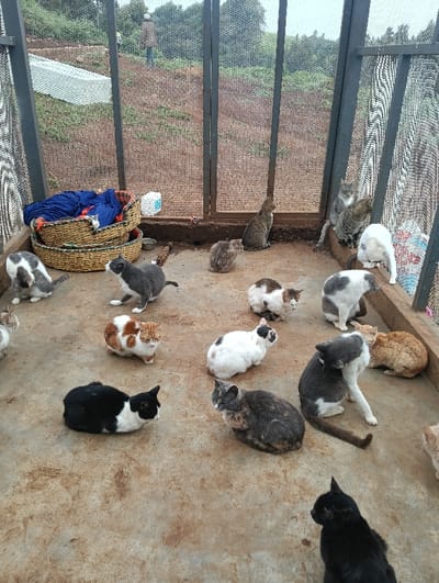 The image depicts an outdoor cat enclosure located in Limuru East ward, Kenya. Approximately 18-20 domestic cats of varied coat patterns, including black and white, grey and white, tabby, orange and white, black, and calico, occupy a light brown, hard-packed floor within the mesh-walled structure. Most cats are observed sitting or resting; one grey and white cat grooms itself, and two tabby cats are perched on a raised ledge along the right wall. Inside the enclosure, objects include two stacked woven basket beds containing blue and red fabric, a small white plastic container, a metallic food bowl, and a corn cob. Outside the enclosure, a sloped, reddish-brown cultivated field with patches of green vegetation and a white plastic sheet is visible. A single human figure, dressed in a brown jacket and blue trousers, stands in the distant background on the hillside. The sky is overcast.