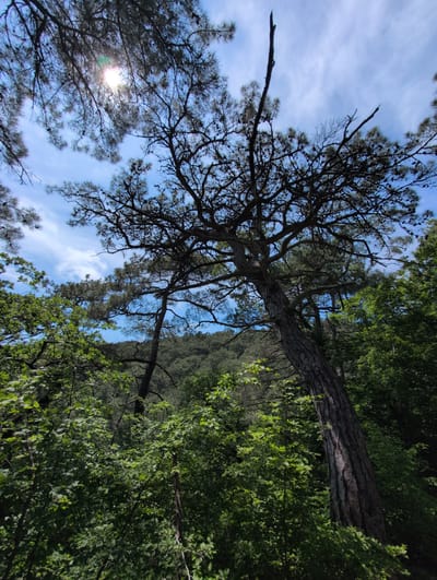 In the city of Dzhankhot, Russia, a low-angle shot captures a sunlit sky peeking through the branches of a pine tree. The tree's dark, gnarled limbs reach towards the bright blue sky, dotted with wispy white clouds. The sun, partially obscured by the foliage, casts a soft glow. Dense green foliage of other trees and shrubs fills the foreground and mid-ground, with a hillside covered in trees visible in the distance. The overall scene is one of a lush, natural forest environment.