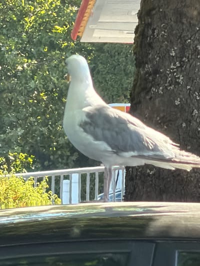 A seagull stands on the roof of a dark colored vehicle, possibly a car. The bird is predominantly white with gray wings and a light gray back. It has a yellow beak and pale legs. Behind the bird, there is a white railing with vertical bars, beyond which are green bushes and trees. A dark, rough-barked tree trunk is visible to the right of the bird. The scene appears to be outdoors, likely in a park or a residential area, given the presence of trees and a railing. The lighting suggests it is daytime. The location is identified as Kirkland, United States of America.