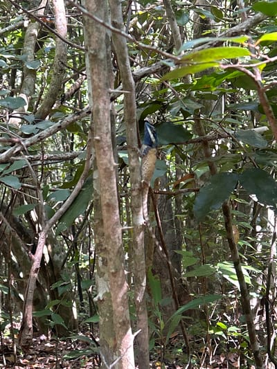 A lizard with blue and white markings on its head and brown and white speckled body clings to a tree trunk in a dense forest setting. The lizard is oriented vertically, with its head facing upwards. Its body is partially obscured by the tree's branches and green leaves. The surrounding environment consists of numerous trees with rough bark and dappled sunlight filtering through the foliage. The ground is covered with fallen leaves and debris. The image appears to be taken in an outdoor, natural environment, likely a forest or woodland. There is no indication of the specific location within Hoa Thang Ward, Vietnam.