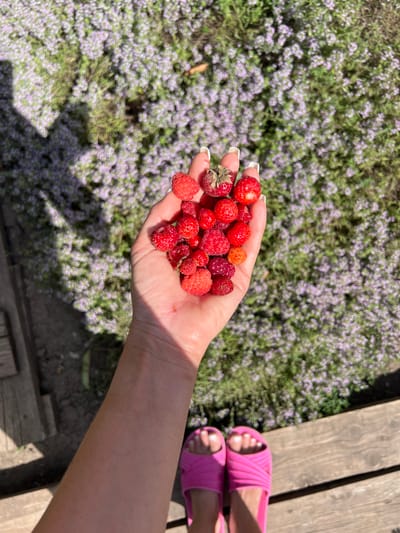 A hand is holding a collection of red berries, likely raspberries and strawberries, against a blurred background of purple wildflowers and green foliage. The hand has manicured fingernails. In the lower right corner, a pair of bright pink slides are visible on feet standing on a wooden deck. The overall scene suggests an outdoor setting, possibly in a garden or natural area, on a sunny day. The location is identified as Shchepkin, Russia.
