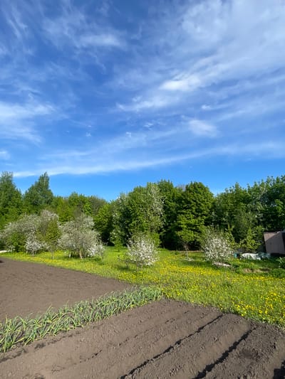 The image depicts a rural scene, likely in the vicinity of Gryaznoye, Russia. A cultivated field occupies the right side of the frame, with rows of young plants visible. Adjacent to the field is a strip of land covered in green grass and yellow flowers. Beyond the grass is a line of trees, some of which are flowering with white blossoms. The sky is a bright blue with scattered wispy clouds. There are no people visible in the image.