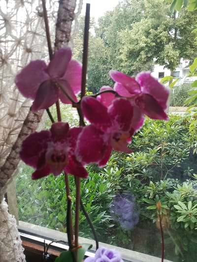 This is an outdoor, medium-shot, eye-level photograph taken during the daytime. The focus is on a cluster of vibrant pink orchids with delicate white edges, prominently displayed in the foreground, likely on a windowsill. Behind the flowers, a dense green hedge is visible, interspersed with trees and a white building in the distance, suggesting an urban or suburban setting. A white macrame curtain is partially visible to the left, framing the scene. The overall impression is one of natural beauty and domestic tranquility, possibly in Rheda-Wiedenbrück, Germany, a city known for its picturesque landscapes and historic charm.