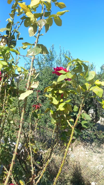 A close-up, low-angle shot focuses on the thorny stems and green leaves of a rose bush under a clear blue sky. A single, vibrant red rose bloom is visible towards the upper right of the frame, its petals slightly unfurled. Behind the rose bush, a dense backdrop of green foliage from other plants and trees can be seen, along with a chain-link fence. The ground is covered in dry grass and a scattering of small rocks, suggesting an outdoor, possibly rural or semi-rural environment. There are no people or animals present in the image. The scene appears to be located in Platani, Greece.