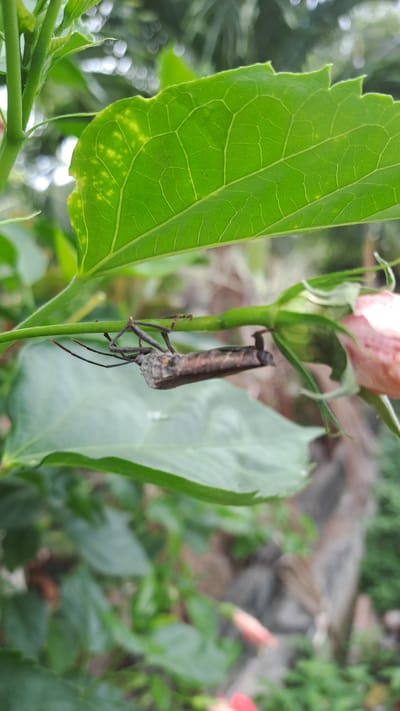 In Lhokawe Teungoh, Indonesia, a brown insect with long legs and antennae is clinging upside down to a green stem. It is positioned beneath a large, green leaf, which shows some yellowing spots. To the right of the insect and stem, a partially opened pink rosebud is visible. The background is a blur of green foliage, suggesting an outdoor, natural setting.
