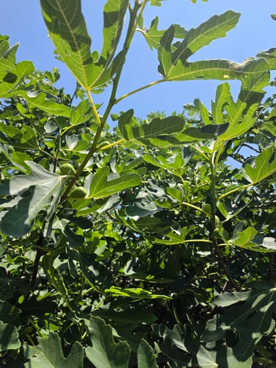 A low-angle, outdoor shot shows a close-up of branches and leaves of a fig tree under a clear blue sky. The leaves are large and lobed, with prominent veins, and are predominantly a dark green color, with some lighter green emerging. Sunlight filters through the leaves, casting shadows and highlighting the texture of the foliage. Two small, green, unripe figs are visible on a branch in the mid-ground. The scene is set in a natural environment. The location is Indzhe Voyvoda, Bulgaria.