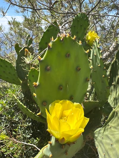 In Hyères, France, a close-up shot captures a vibrant prickly pear cactus in bloom. The bright green pads, adorned with small clusters of sharp spines, dominate the foreground. A prominent, radiant yellow flower, with delicate petals and a textured center, unfurls from a lower pad, drawing the viewer's eye. In the background, the soft blue sky peeks through the branches of a pine tree, suggesting an outdoor, possibly coastal, setting. The surrounding vegetation is a blur of greens and browns, indicating a natural landscape. No people are present in the scene.