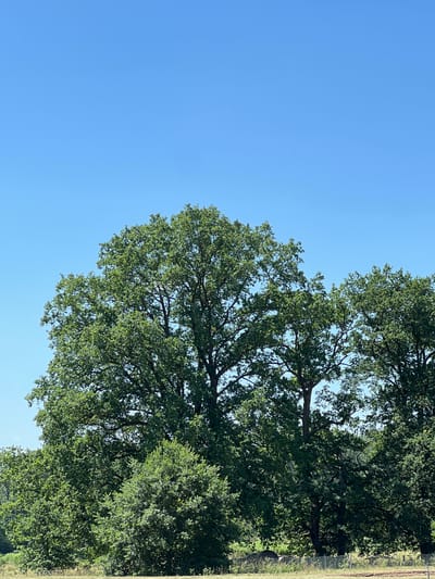 This image captures a bright, clear day with a vibrant blue sky dominating the left side of the frame. A large, leafy oak tree with dense green foliage fills the right and upper portions of the image, its branches reaching outwards. The sunlight filters through the leaves, creating a dappled effect. To the far right, a hint of a grassy field and a fence are visible, suggesting an outdoor setting, possibly a park or countryside. The orientation of the image appears to be rotated. No people, objects, text, or specific activities are discernible. The overall mood is one of natural tranquility under a sunny sky. Given the location context, it is likely a summer day in Überherrn, Germany.