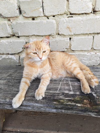 An orange tabby cat is lying on a weathered wooden bench in front of a brick wall. The cat is facing to the right, with its body stretched out. Its fur is short and appears to be a mixture of light orange and white. The brick wall behind the cat is rough and uneven, with visible mortar between the bricks. The wooden bench is aged and shows signs of wear and tear, with visible grain and some moss or lichen growth in places. The ground below the bench is dirt and debris. There are no people visible in the image. The scene appears to be outdoors, likely in a rural or semi-rural setting, possibly a backyard or alleyway. There is no specific indication of the location being in Ichetovkini, Russia, beyond the provided context.