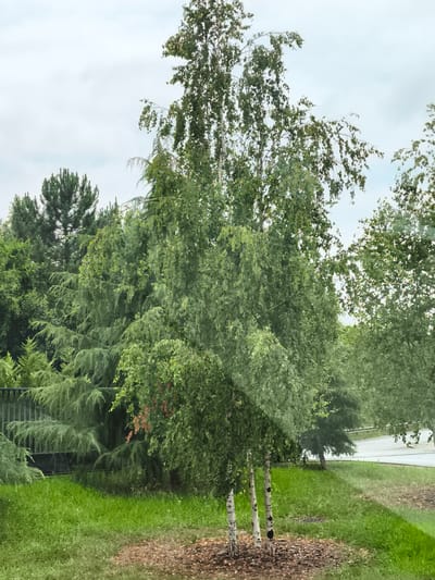 The image depicts a lush, green landscape with several trees. In the foreground, three slender birch trees stand with their white, textured bark and abundant green foliage. The ground around the base of these trees is covered in mulch. To the left, a metal fence is visible, partially obscured by dense, dark green conifer trees with weeping branches. Further back, a variety of other trees create a dense forest backdrop under a cloudy sky. A paved road can be seen in the distance, curving to the right, with a white barrier or guardrail along its edge. The overall scene suggests a park or a natural area within a city, possibly in Amorebieta-Etxano, Spain, given the contextual information. There are no people or animals visible in the image. The lighting indicates an overcast day.