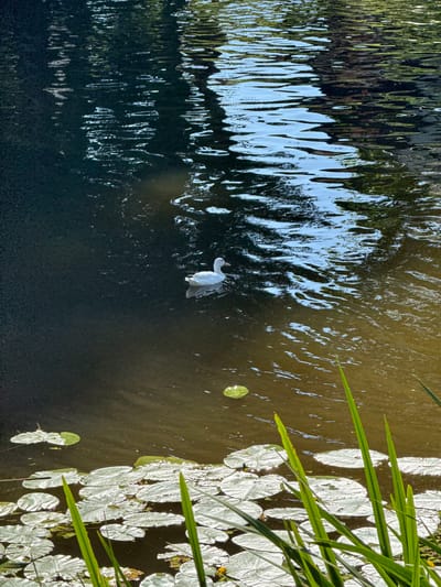 A white swan swims in dark water. The swan is in the center of the image. The water has reflections of trees and sky. There are lily pads on the right side of the image, and some green reeds. The sun is shining. The scene is peaceful.