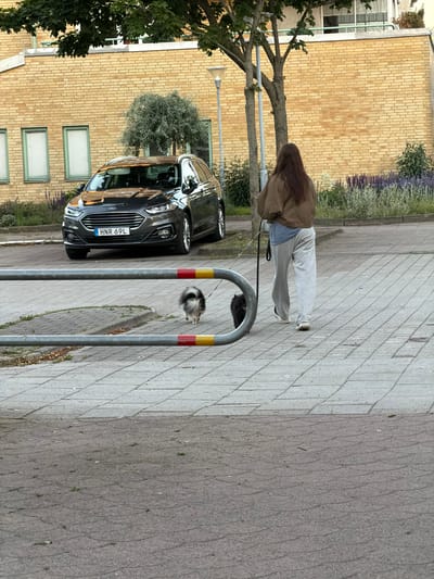 In Helsingborg, Sweden, a person walks a small dog on a leash. The person is wearing a brown jacket and light grey sweatpants. The dog is fluffy and mostly black and white. They are walking on a paved sidewalk made of light-colored bricks. To the left, a dark grey car is parked. The car has a license plate that reads "HNR 69L". Behind the car and sidewalk is a building with light yellow brick walls and several windows. Some trees with green leaves are also visible, along with some purple flowers in the background. The scene appears to be set outdoors during the daytime.