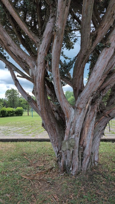 The image shows the trunk of a mature, multi-stemmed tree with rough, peeling bark in shades of brown and gray. The branches twist and intertwine, revealing glimpses of a cloudy sky and distant green trees and foliage. In the background, a paved area with a grassy border is visible, suggesting an outdoor, possibly park-like, setting. The ground around the tree is covered with grass and fallen leaves and debris. The specific location in Neudietendorf, Germany, is not discernible from the image itself, but the scene depicts a natural environment within what appears to be a managed outdoor space. There are no people or active interactions visible in the image.
