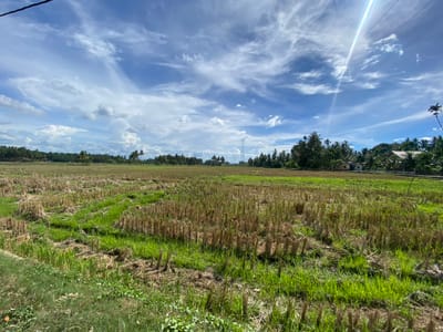 The image depicts a harvested rice field under a bright, cloudy sky. The field is a mix of dry stubble and new green growth. In the background, a line of trees, some with palm fronds, separates the field from a few small buildings and a transmission tower. Power lines stretch across the sky, with a bright sunbeam cutting through the clouds. The scene suggests a rural location, possibly in Cottunong, Indonesia, characterized by agricultural land and evidence of modern infrastructure. There are no people or animals visible in the image.