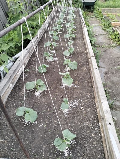 A raised garden bed filled with young cucumber plants is pictured. The plants are arranged in rows and supported by white string trellises. Small white pellets, likely fertilizer, are scattered around the base of each plant. The garden bed is constructed of weathered wooden planks. Beyond the bed, a weathered wooden fence and lush green foliage are visible. In the background, a wheelbarrow and other garden plots are present. The ground is a mix of dark soil and small stones. The scene appears to be outdoors in a garden setting. The lighting suggests it might be daytime, with overcast or diffused light. There is no visible text in the image. The location is Makinsk, Kazakhstan.