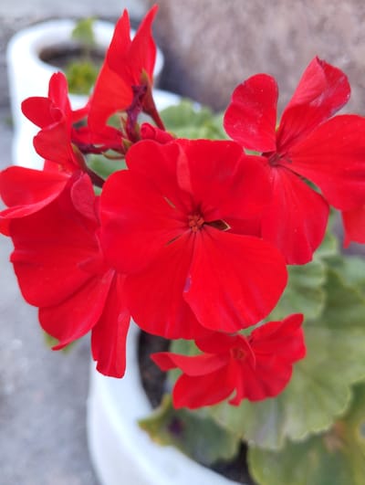 The image is a close-up, vertical, outdoor, eye-level shot of several bright red geranium flowers in bloom. The flowers are the primary subject, with a shallow depth of field. The petals of the flowers are delicate and slightly ruffled, with some visible veins. The centers of some of the flowers reveal their stamens. The flowers are clustered together, with some appearing more in focus than others. In the background, out of focus, are parts of white ceramic planters, green leaves, and a rough, textured surface that could be stone or concrete. The scene appears to be a garden or a decorative outdoor planting area. There are no people or animals visible in the image. The location is not specified within the image itself, and as such, it cannot be determined to be in Iskra, Kyrgyzstan.