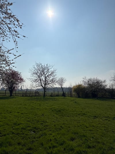 The image displays a rural outdoor scene in Bû, France, under a clear, bright blue sky with the sun prominently visible in the upper-left quadrant, creating a lens flare. The foreground consists of an expansive, vibrant green grassy field. A wire fence with vertical wooden posts extends horizontally across the midground. Behind this fence, from left to right, are several trees and shrubs: a tree with reddish-pink blossoms, a large deciduous tree with bare branches, and a smaller, leaning deciduous tree also with bare branches. To the right, a dense bush exhibits yellow flowers, accompanied by other leafless shrubs and trees. A light-colored animal, consistent with a sheep, is partially obscured behind the fence in the mid-left area. In the distant background, a faint horizontal line of trees marks the horizon. Partially visible in the upper-left is a tree branch adorned with white or light pink blossoms.