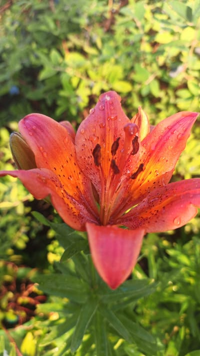 A close-up, slightly downward-angled shot features a vibrant orange and pink lily in full bloom, glistening with dew drops. The lily's petals are tinged with yellow towards the center, and speckled with dark brown spots. The stamens and pistil are visible in the flower's core, also adorned with water droplets. The foreground shows the lower part of the lily and its green leaves, while the background is a soft-focus blur of green foliage and some hints of yellow and red, suggesting a garden setting under natural light. The dew drops suggest a recent rain or morning dew, indicating it might be early morning or after a rainfall. There are no people or visible text in the image. The scene evokes a sense of natural beauty and freshness.