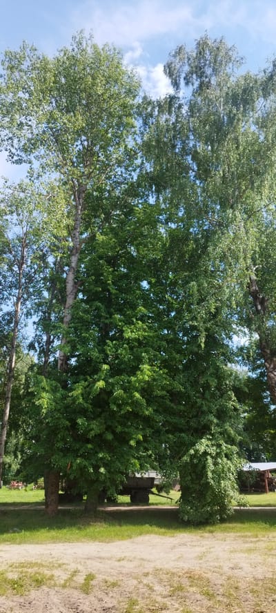 This is a vertical, eye-level, medium-shot photograph of a bright, sunny day with a clear blue sky and scattered white clouds. The scene is dominated by several tall, leafy green trees that occupy most of the frame. The trees on the left appear to be birches with lighter bark, while the larger tree in the center has darker, rougher bark and a fuller canopy of vibrant green leaves. To the right, another tall, leafy tree is visible, also with a dense green foliage.

In the middle ground, partially obscured by the trees, is what appears to be a trailer or an old agricultural vehicle with large dark wheels. It is parked on a grassy area. Further in the background, through gaps in the foliage, glimpses of structures can be seen, including what looks like a wooden shed or shelter with a white roof on the far right, and some red machinery or equipment on the left.

The foreground consists of a sandy or dirt path with patches of dry grass and some scattered dry leaves, suggesting a rural or natural outdoor setting. The overall impression is one of a peaceful, sun-drenched summer day, likely in a rural area like Залескі сельскі Савет, Belarus, as indicated by the location context. No people are visible in the frame, and there is no visible text. The lighting suggests it is daytime, likely midday or early afternoon, given the bright sunlight and clear sky.