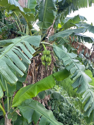 A close-up, high-angle shot showcases a banana plant with a cluster of unripe, green bananas hanging from it. The plant is lush and vibrant, with large, broad green leaves dominating the frame. Some of these leaves are slightly torn or dried, hinting at natural wear and tear. The bananas are a bright, fresh green and are clustered together on a stalk.
In the background, more of the banana plant's foliage can be seen, along with glimpses of other greenery, suggesting a tropical or subtropical environment. The ground is covered in dried banana leaves and other organic debris. The lighting appears to be natural daylight, with the sky visible in the upper part of the image, suggesting it is daytime. The overall impression is one of natural abundance and a rural setting, likely a farm or plantation. The image lacks any human subjects or visible text. Given the location context, this is likely a scene from Thihagoda, Sri Lanka.