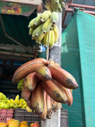 This media file shows a close-up of bunches of bananas hanging outdoors, likely at a market stall. The primary subjects are two bunches of bananas. One bunch on the left consists of green bananas, appearing unripe. The bunch on the right features red bananas, with some showing signs of ripening with yellow and brown patches. In the background, more bunches of yellow bananas are visible, along with some other fruits in crates, possibly mangoes, which are yellow and orange.
The scene is set outdoors, indicated by the bright lighting, a green tarp or shade structure overhead, and the presence of crates typical of market settings. The lighting suggests it is daytime, but the exact time is not discernible. The weather appears to be fair.
The image focuses on the produce, highlighting the visual contrast between the green and red bananas. The red bananas have a textured skin with some blemishes and dark spots, particularly near the stems. The green bananas are smoother and uniformly colored.
There are no people visible in the frame. The activity taking place is the display of fruits for sale. No specific event is being captured, rather a still life of produce. There is no discernible text in the image. The location context is Madirimangalam, India, which aligns with the types of tropical fruits and the market stall setup. The overall impression is one of abundance and the vibrant colors of fresh produce.