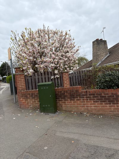 The image depicts a street scene in Rotherham, United Kingdom, under an overcast sky. On the side of the road, there's a brick wall adjacent to a weathered wooden fence. A vibrant magnolia tree in full bloom with pink and white flowers leans over the fence. A green utility box is positioned against the brick wall. Petals from the magnolia tree are scattered on the asphalt road surface. Visible in the background is a building with a brick chimney. The overall scene suggests a residential area during spring.