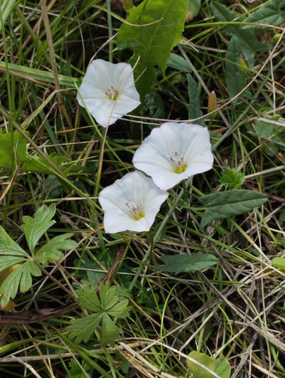 A close-up, eye-level, outdoor shot features three white bindweed flowers scattered amongst green and dry grass. The flowers have a trumpet-like shape with delicate white petals and visible purple stamens. The foreground shows a few palmate green leaves. The background is a dense mix of grass and vegetation. The scene is set in Kurchatov, Russia, likely in a natural or overgrown urban area.