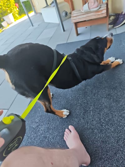 The image shows a black and tan dog, possibly a Greater Swiss Mountain Dog, stretching out on a dark grey, textured surface. The dog is wearing a black harness with a bright yellow leash. The leash is attached to a black and yellow retractable leash handle held by a person whose hand and leg are partially visible in the foreground. The person's bare foot is also visible next to the dog.
In the background, there is a patio with grey tiled flooring. Behind the patio, a wooden bench with a person's bare feet wearing white slides is visible. Further in the background, there is a light-colored structure and some greenery, suggesting an outdoor setting. The lighting suggests it is daytime, likely sunny.
The dog appears to be in a playful or stretching pose, with its body elongated and front paws extended. The scene appears to be relaxed and casual, taking place on a patio or balcony.
There is some text visible on the retractable leash handle, but it is mostly obscured and unreadable. No other discernible text is present in the image. The setting suggests a residential area, possibly a backyard or patio area. The overall mood is one of everyday life with a pet.