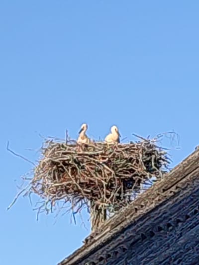 In Biliakiemis, Lithuania, a clear blue sky serves as the backdrop for a large, messy nest constructed from twigs and branches. Perched within the nest are two white storks. The nest sits atop a dark, textured surface, possibly a roof or a rooftop structure. The storks are facing away from each other, with one appearing to be looking down. The image captures a natural scene of avian life against a man-made structure under a bright sky.