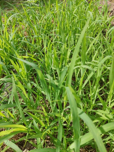 A close-up, low-angle shot captures a dense patch of vibrant green grass, illuminated by natural sunlight. The blades are varied in length and texture, with some appearing sharp and pointed, while others are softer and slightly curved. The background is a blur of more grass, creating a sense of depth and emphasizing the foreground subject. The ground beneath the grass is partially visible, revealing dry brown organic matter and hints of dark soil. There are no people or animals in the image, nor any man-made objects, suggesting an undeveloped or natural outdoor setting. The scene is devoid of any specific landmarks that would pinpoint its location within Shpychyntsi, Ukraine.